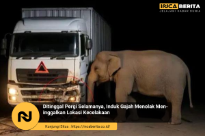 Induk Gajah Menangis Saat Anaknya Tertabrak