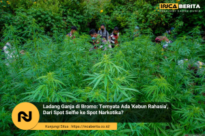 ladang ganja di Bromo