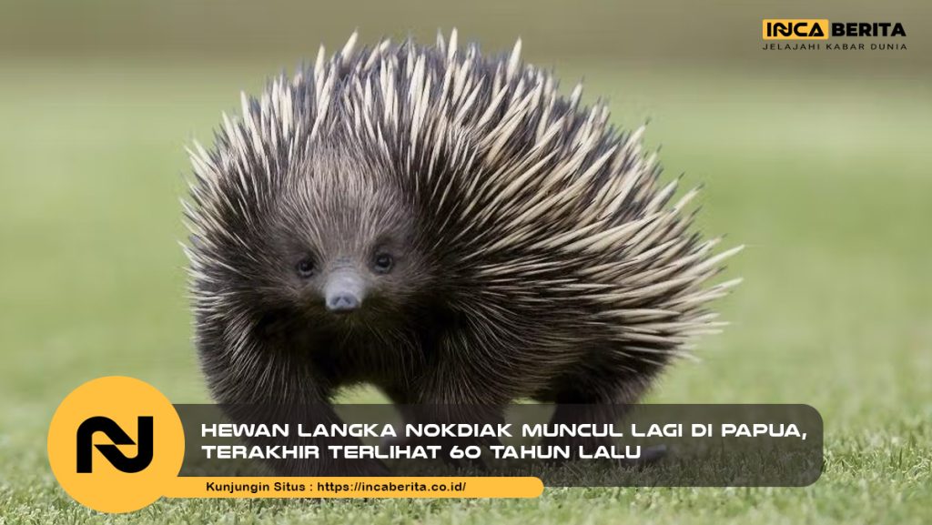 Hewan Langka Nokdiak Muncul Lagi di Papua, Terakhir Terlihat 60 Tahun Lalu