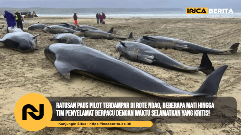 paus pilot terdampar