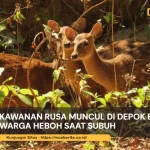 kawanan rusa muncul di depok