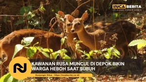 kawanan rusa muncul di depok