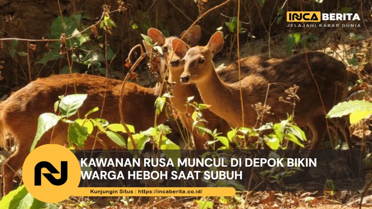 kawanan rusa muncul di depok